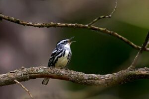 つむじの薄毛に鉄分は効果があるのか？