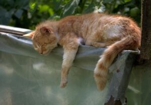 はげ隠しに最適なパーマの種類とその効果は？