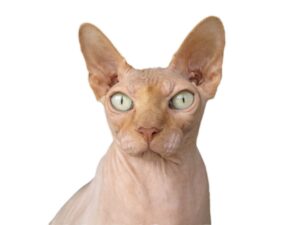 つむじハゲの軟毛に最適なセット方法は難しいのか？