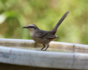 つむじハゲを解消するためのつむじ2つの直し方は？