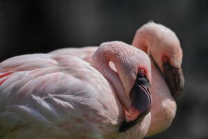 つむじ部分ハゲを朝のスタイリングでふんわり見せるセットは？